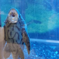 15 Exotic Plecos And  Catfish - $400 for Everything  Or Make Me An Offer