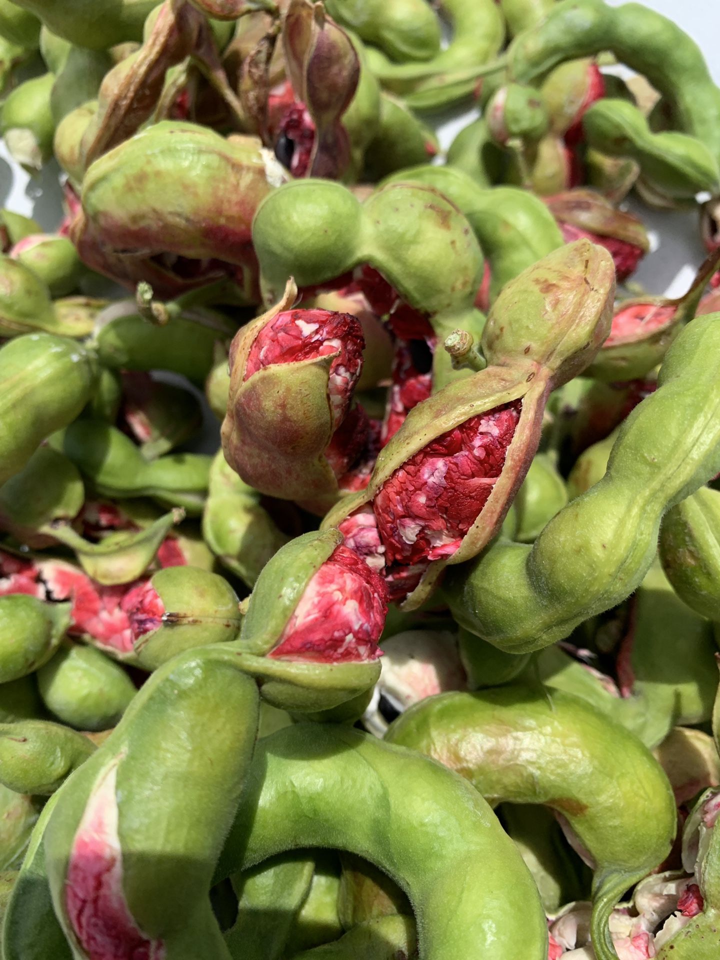 Guamuchiles frescos y bien buenos a 10 la libra en Indio cal