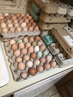 Fresh organic chicken eggs