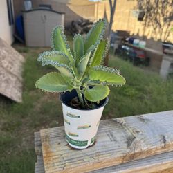 Mother Of Thousands Plant