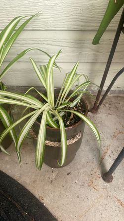 Spider plant