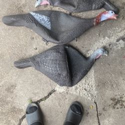 3 Turkey Decoys I Have Standing Legs Too 