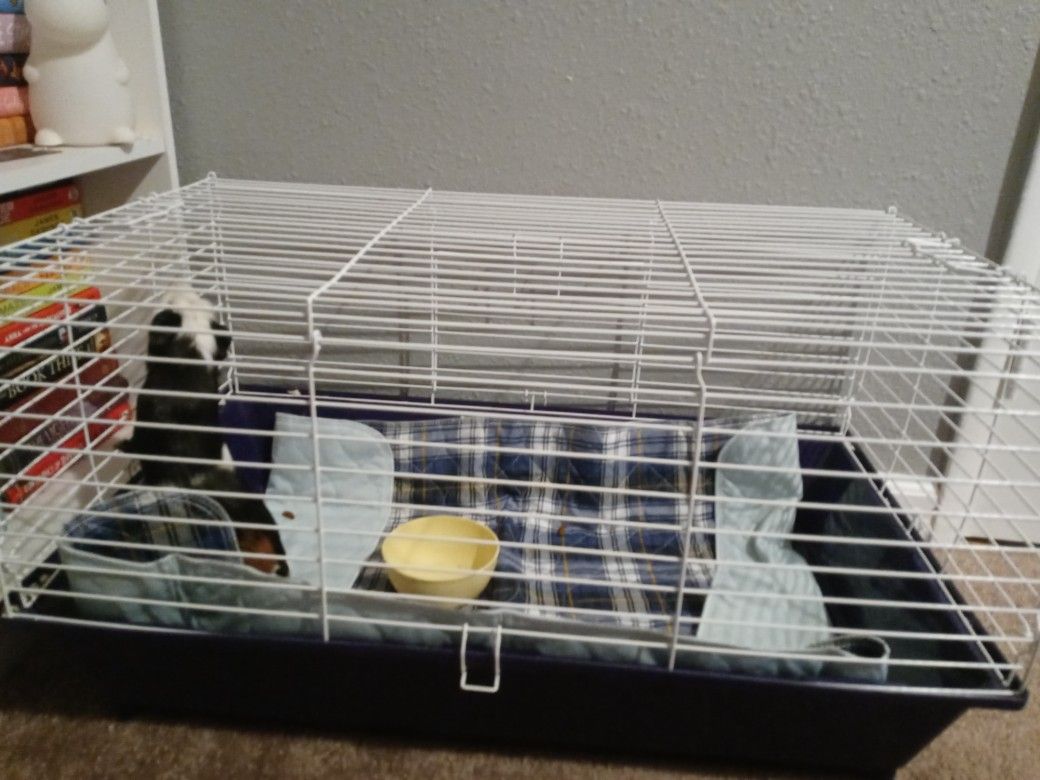 Guinea pig And Cage