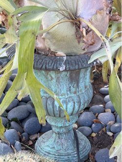 Stag horn fern