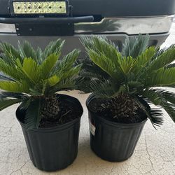 Saga Palms