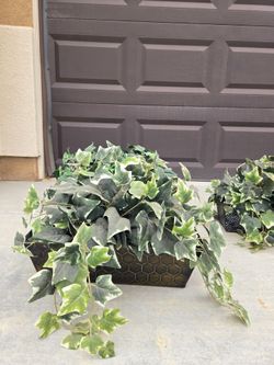 Decorative Plants