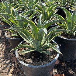Agave Plant