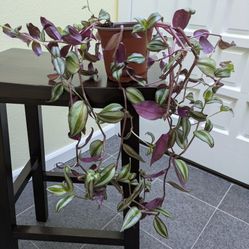 Plant - Wandering Due - 2 Pots Available - $5 each