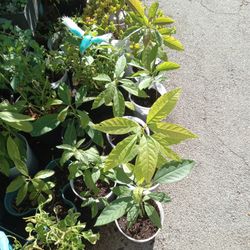 Assorted Plants For Sale, Venta De Plantas Buen Precio.