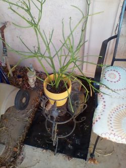 Plants in pots