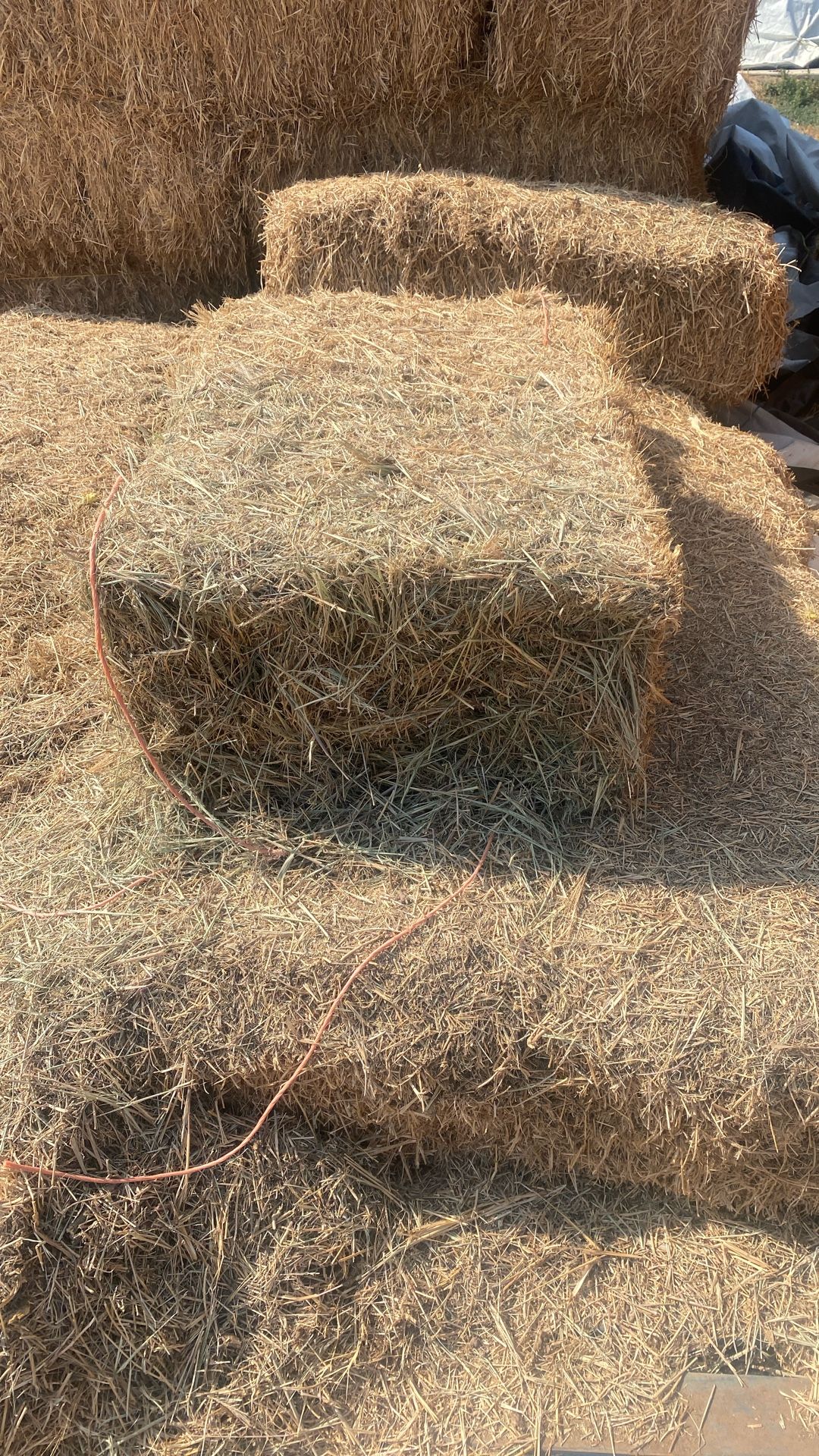 Water grass /alfalfa Mix Cow Hay
