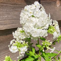White Garden Phlox - ‘David’ (phlox paniculata)