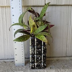 Black Pagoda Lipstick Plant