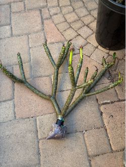 Beautiful Shaped Extra Large Rooted Plumeria Cutting