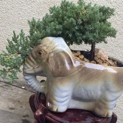 Bonsai Japanese Garden Junipers $45 Each Firm Price