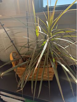 Plant in basket