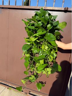 8” huge jade pothos