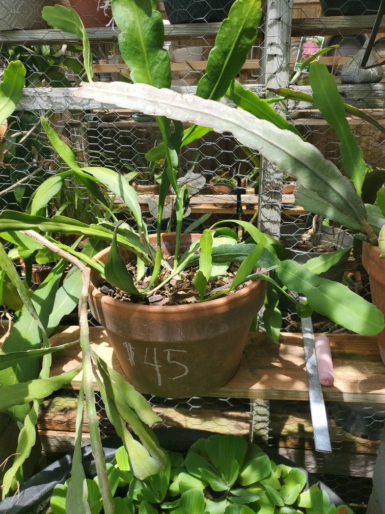 3  Sizes /Prices  Queen Of Night Epiphyllum Plant