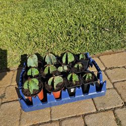 3 For $5 Mini Potted  🍎 🌵 