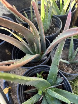 Aloe Vera