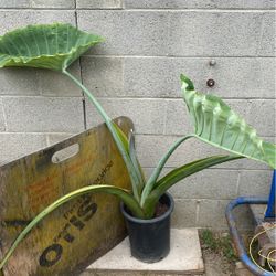 Elephant Ear