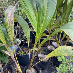 Coconut Palm Tree 