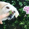 Chloe