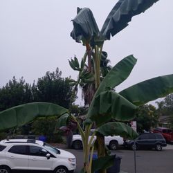 All Hawziian Crown Plants Are grown On A Small Family Farm. In Kona Hawaii