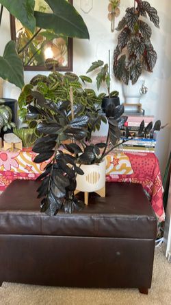 Rare raven zz plant