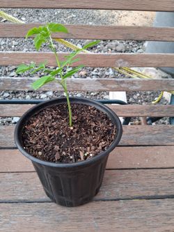 Moringa
