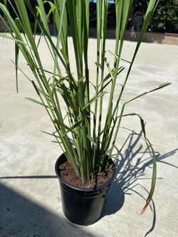 Lemon grass, organic, xả