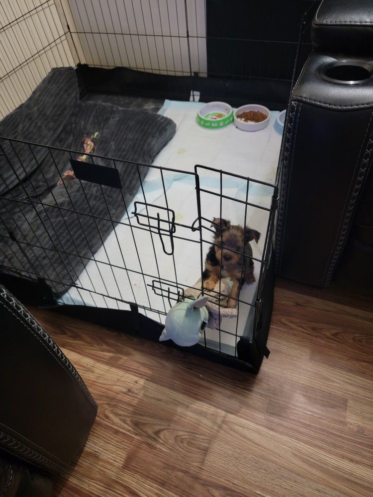 Dog Cage