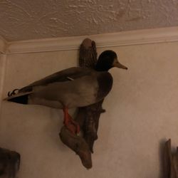 Mallard 