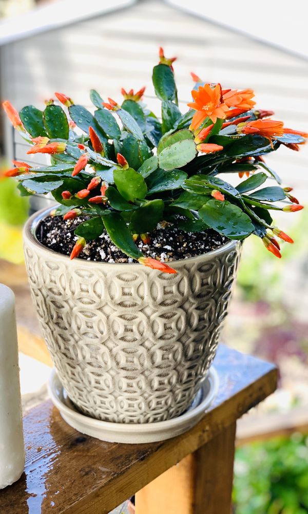 Live indoor orange flowered Easter cactus  plant in a 