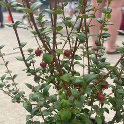 Chilean GUAVA Plants 