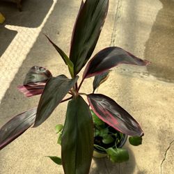 Cordyline And Pothos Container Plants / Plantas Telefono 