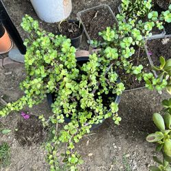 Arbol De Abundancia