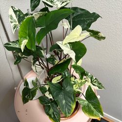 Large Syngonium albo 8 inch pot