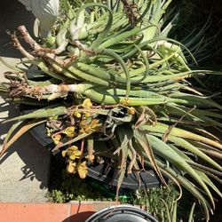 Aloe Vera Plants