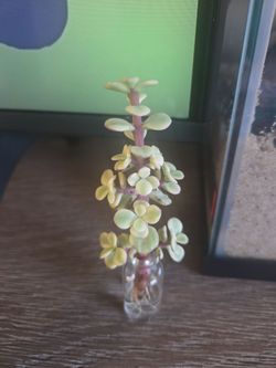 Plant