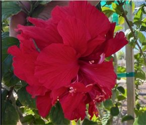 Red Hibiscus 🌺 Double Flawer In One Gallón $25 Each