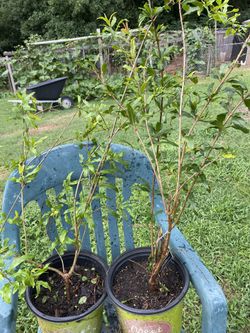 Pomegranate trees-(winter hardy, self pollinating wonderful & Salavatski Varieties 