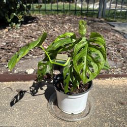 American Evergreen Arrowhead Indoor House Plant