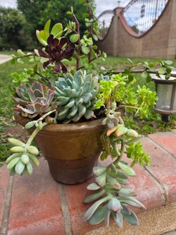 Decoration Suculents Plants Mix