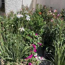 So Many Gorgeous Flowering Plants In 12” Nursery Pots $35 Each 