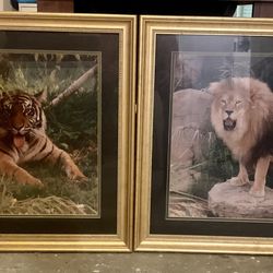 2 Large Framed Pictures Taken On A Safari In 1995