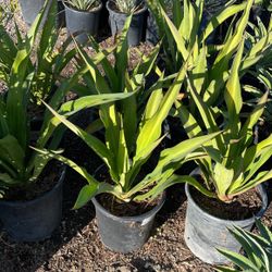 Agaves