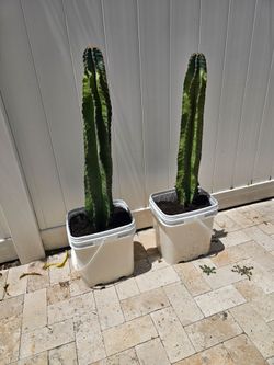 Potted Apple Cactus 🌵