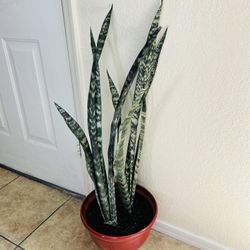 Snake Plant 