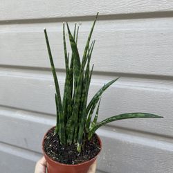 4” sansiveria fern wood